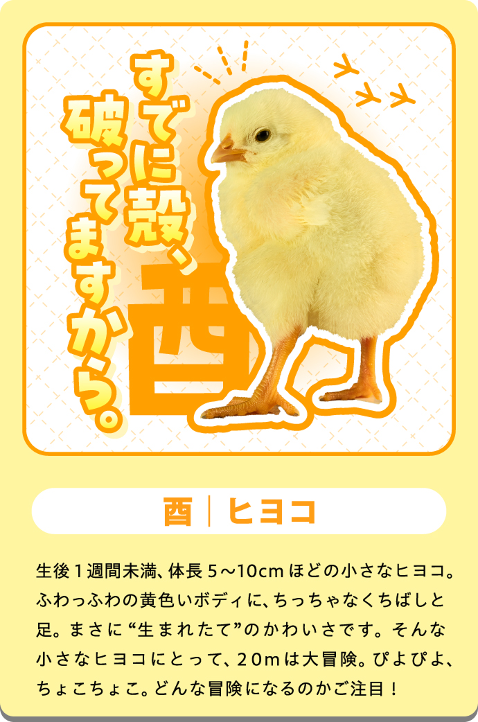 ピヨ（ひよこ）の紹介カード