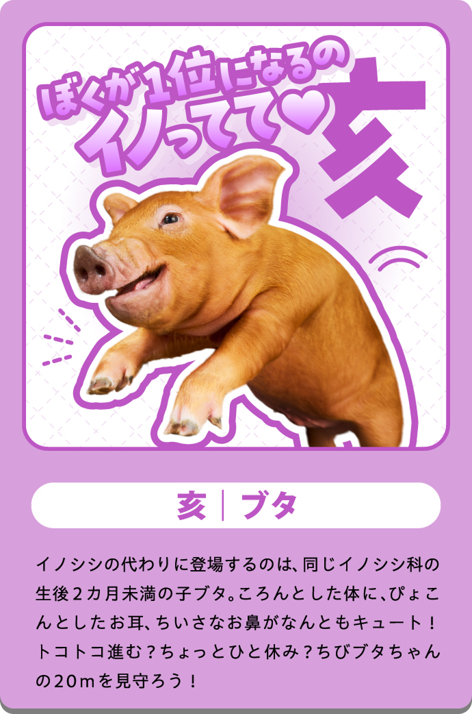 ブータン（猪）の紹介カード