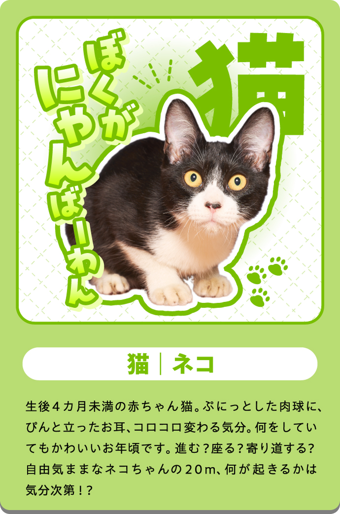 タマ（ねこ）の紹介カード