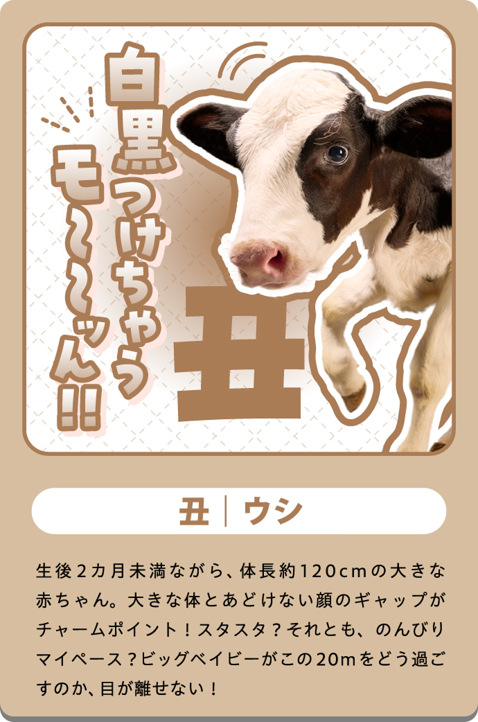 モー（うし）の紹介カード
