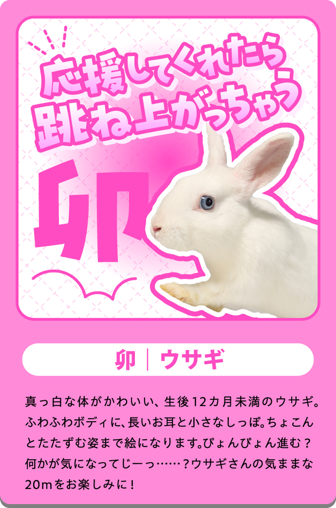 ミミ（うさぎ）の紹介カード