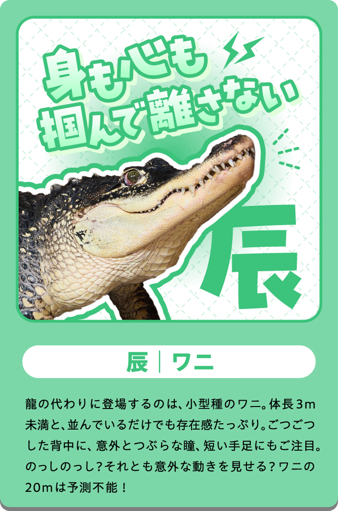 ガブ（わに）の紹介カード