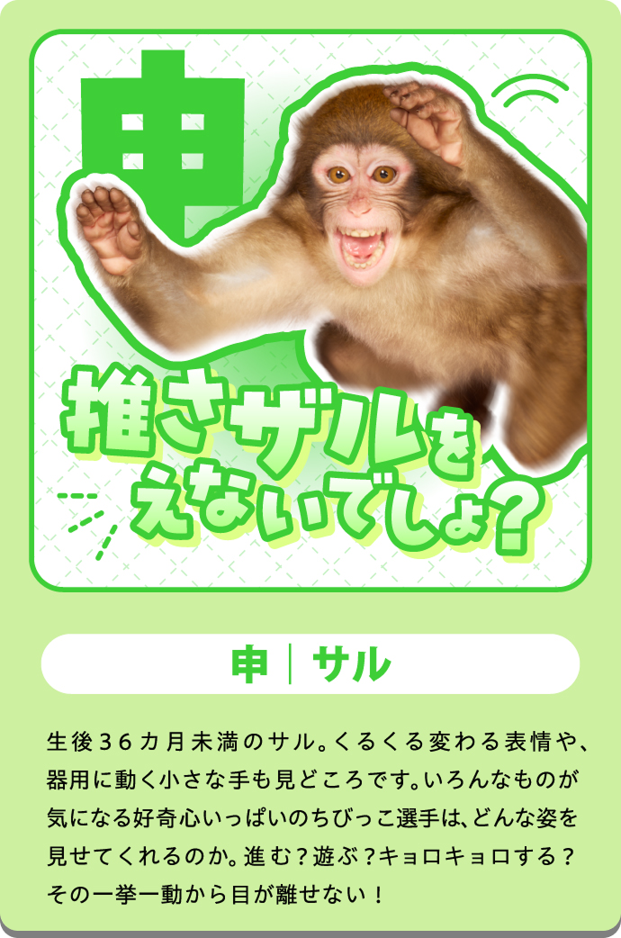 モンキー（さる）の紹介カード