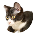 ねこ