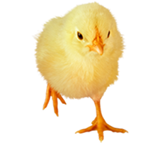 ひよこ