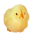 ひよこ