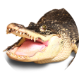わに