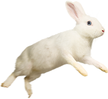 うさぎ