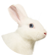うさぎ
