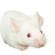 ネズミ