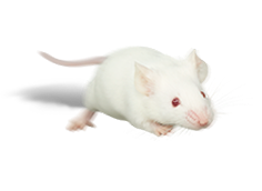 ネズミ