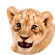 とら